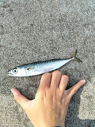 サバの釣果