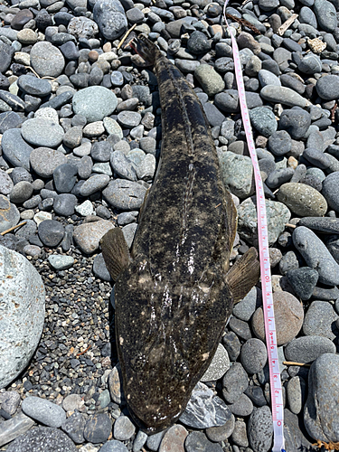 マゴチの釣果