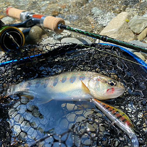 アマゴの釣果