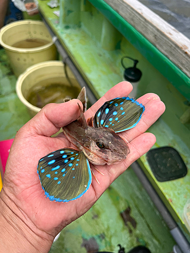 ホウボウの釣果