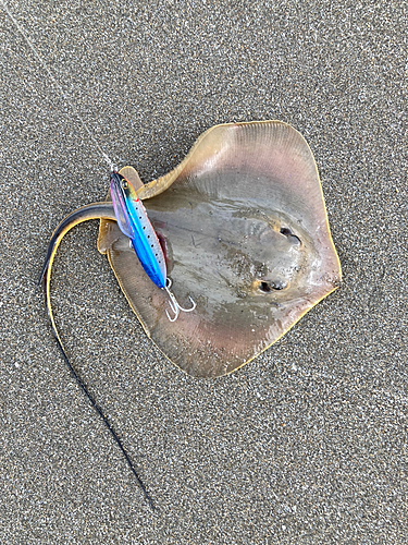 アカエイの釣果