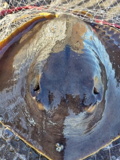 アカエイの釣果