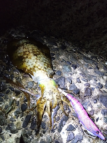 アオリイカの釣果