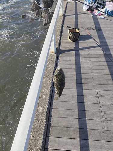 フグの釣果