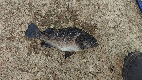 クロソイの釣果