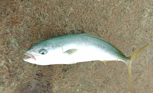 ワカシの釣果