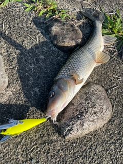 ニゴイの釣果