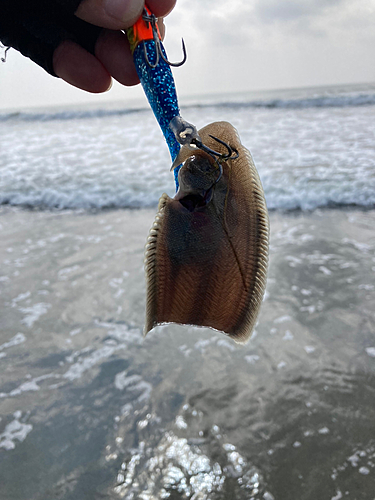 シタビラメの釣果