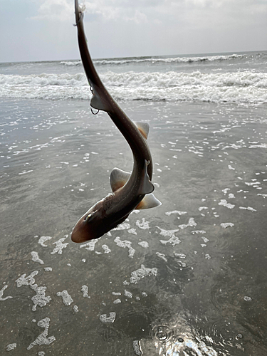 ホシザメの釣果