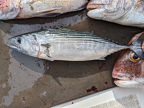 ハガツオの釣果