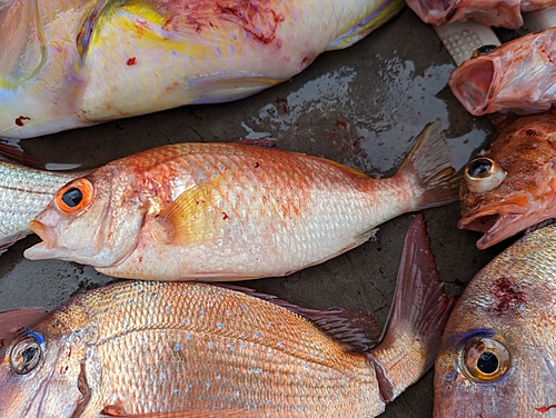 タイの釣果