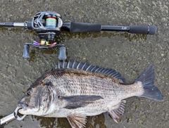 チヌの釣果