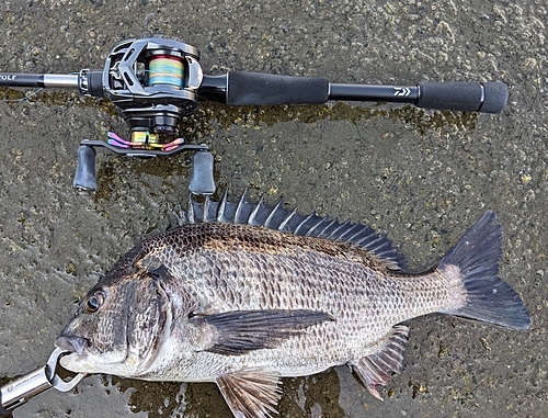 チヌの釣果