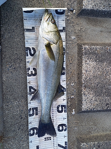 フッコ（マルスズキ）の釣果