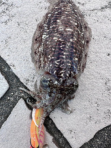 コウイカの釣果