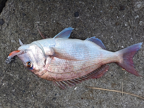 マダイの釣果