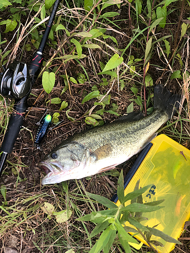 ブラックバスの釣果