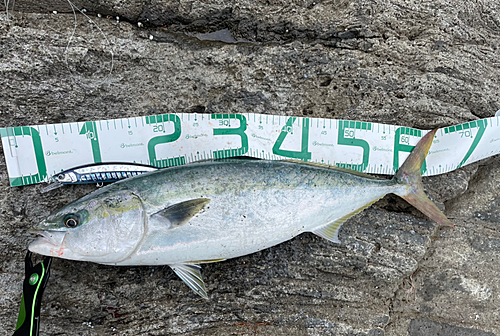 メジロの釣果