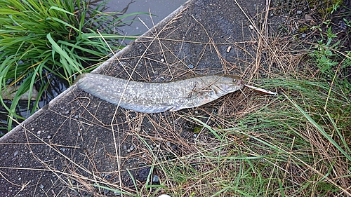 ナマズの釣果