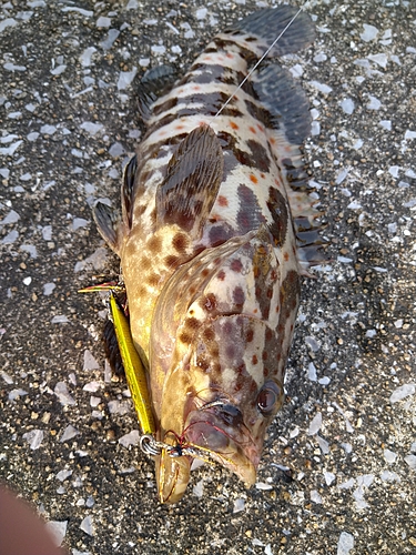 チャイロマルハタの釣果