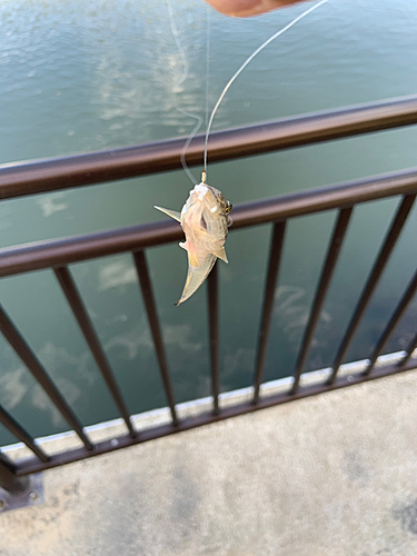 ハゼの釣果