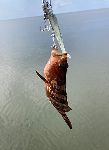 キジハタの釣果