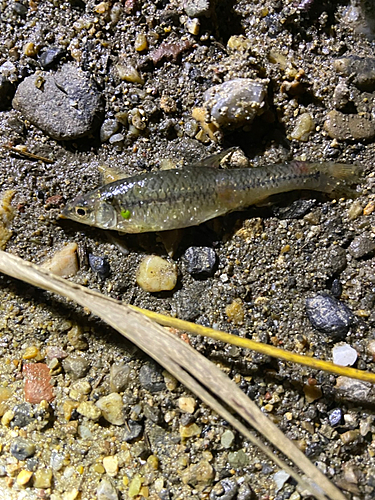 アブラハヤの釣果