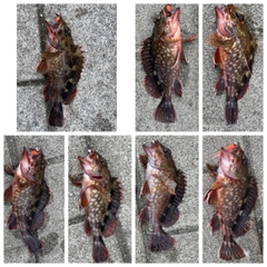 ガシラの釣果