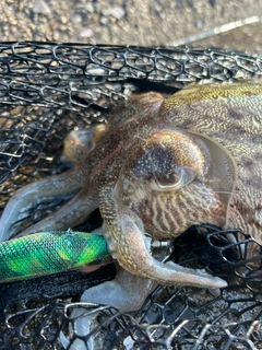 モンゴウイカの釣果