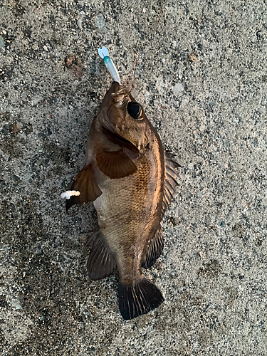 メバルの釣果