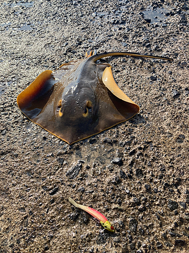 アカエイの釣果