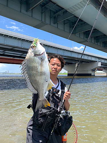 キビレの釣果