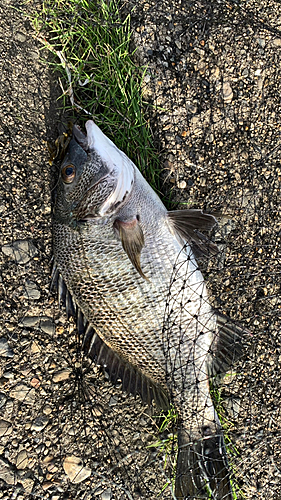 クロダイの釣果