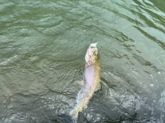 ニジマスの釣果