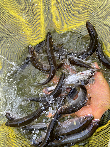 アユの釣果