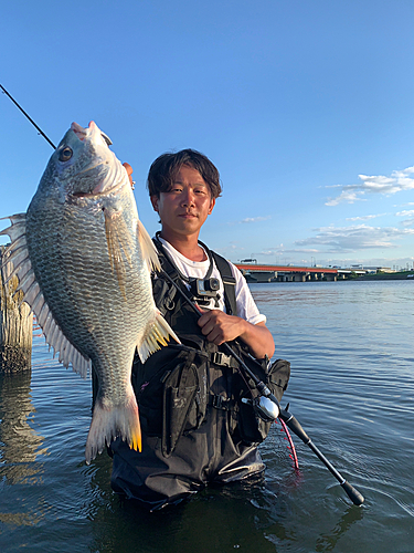 キビレの釣果