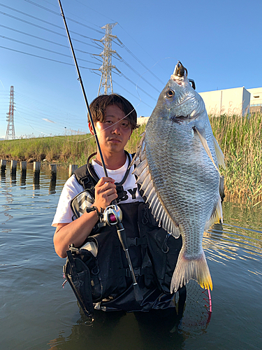 キビレの釣果