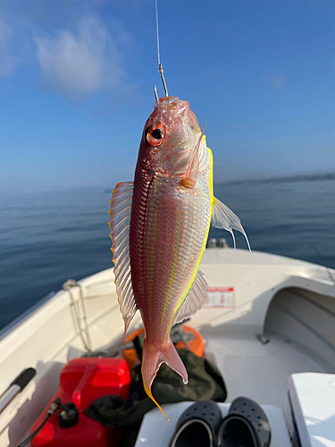 イトヨリダイの釣果