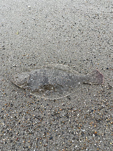 ソゲの釣果