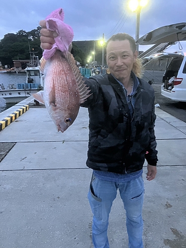 マダイの釣果