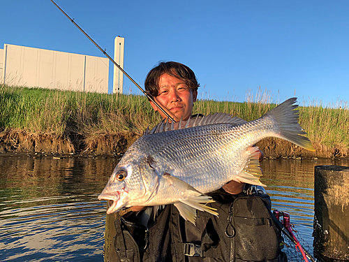 キビレの釣果