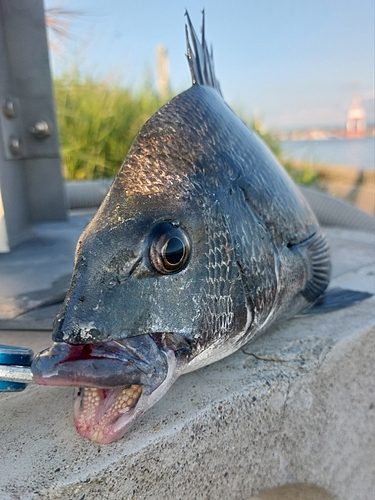 チヌの釣果