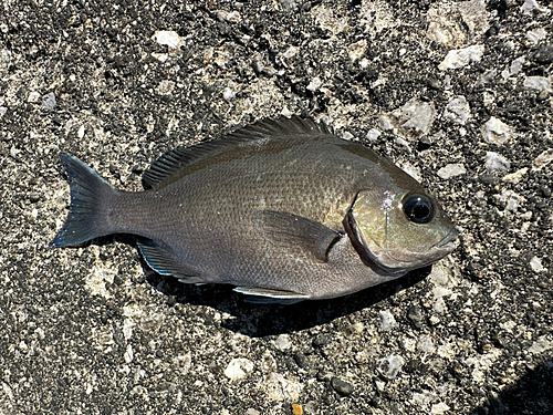 クロメジナの釣果