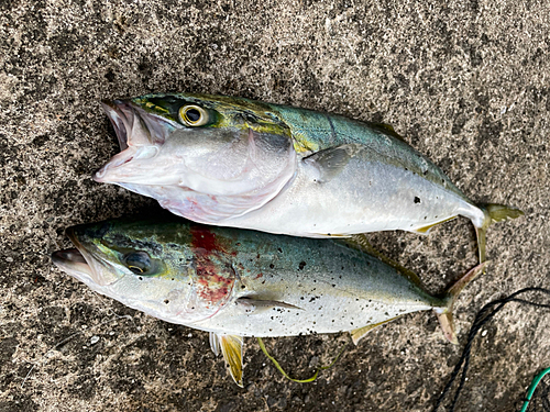 イナダの釣果