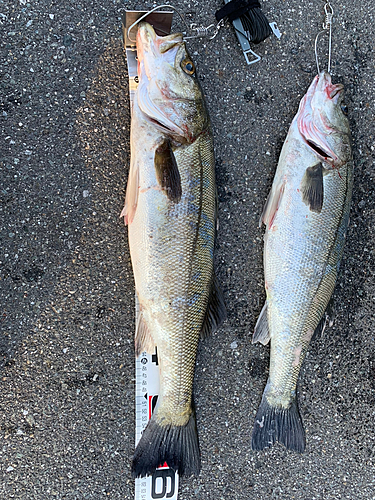 シーバスの釣果