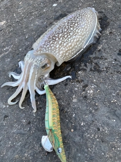 シリヤケイカの釣果