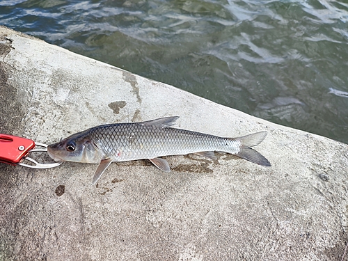 ニゴイの釣果