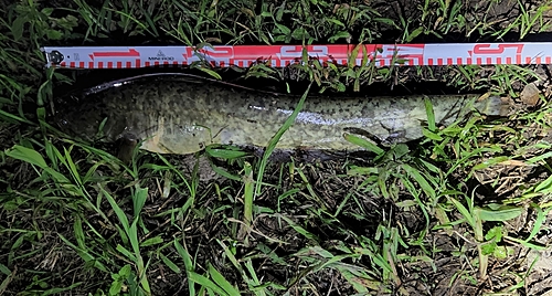 ナマズの釣果