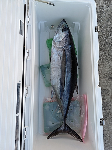 ビンチョウマグロの釣果