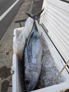 ビンチョウマグロの釣果